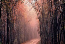 新加坡选手夺得射击金牌，实力突出